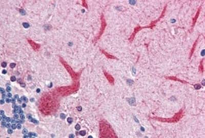 Immunohistochemistry-Paraffin: QSOX2 Antibody [NBP3-14460] - Immunohistochemistry of formalin-fixed, paraffin-embedded human cerebellum after heat-induced antigen retrieval.